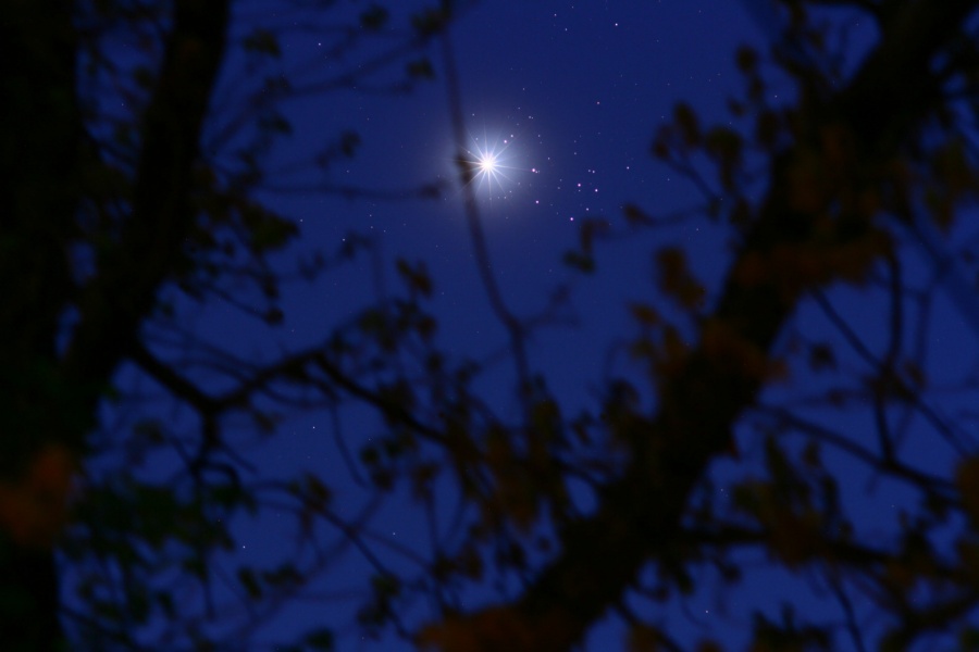 Hinter den Silhouetten von Ästen eines Baumes leuchten am blauen Himmel die Plejaden mit de gleißend hellen Venus.